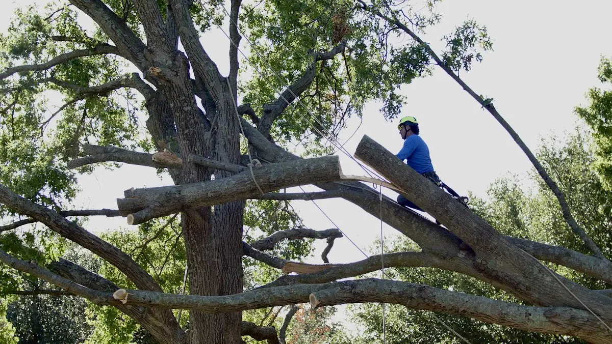 Professional Hazardous Tree Removal performed by certified arborists in Larsen